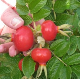 Саженец Шиповник крупноплодный из питомника - главное фото