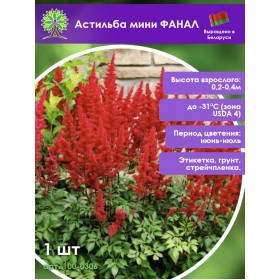 Астильба мини ФАНАЛ