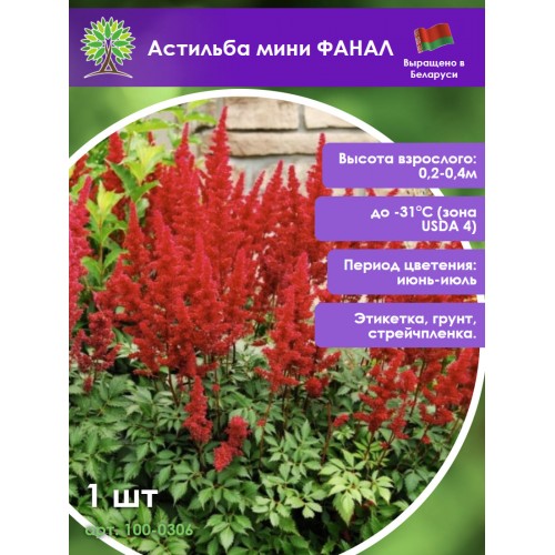 Астильба мини ФАНАЛ