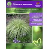 Осока молиния ВАРИЕГАТНАЯ