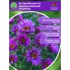 Астра Виолетта новоанглийская (Violetta)