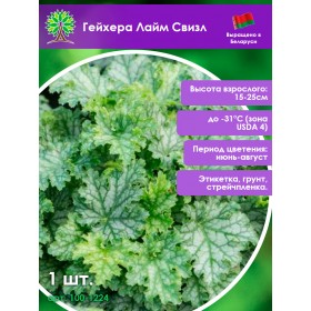 Гейхера Лайм Свизл