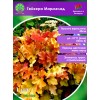 Гейхера Мармелад (СЕМЕНА) - саженцы из питомника