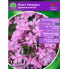 Флокс Реверанс метельчатый