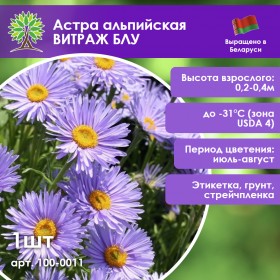 Астра альпийская ВИТРАЖ БЛУ