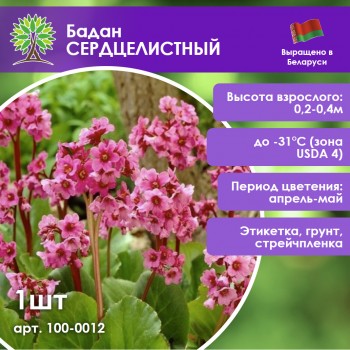 Бадан СЕРДЦЕЛИСТНЫЙ