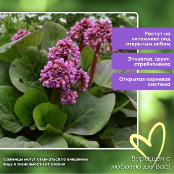 Бадан СЕРДЦЕЛИСТНЫЙ