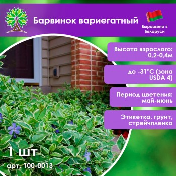 Барвинок вариегатный