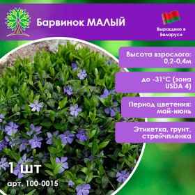 Барвинок МАЛЫЙ
