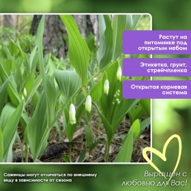 Купена АПТЕЧНАЯ