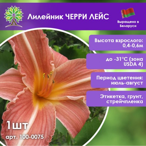 Лилейник ЧЕРРИ ЛЕЙС
