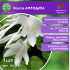 Хоста АФРОДИТА