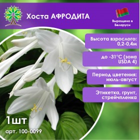 Хоста АФРОДИТА Хоста АФРОДИТА