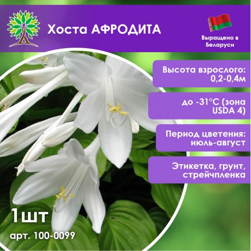 Хоста АФРОДИТА