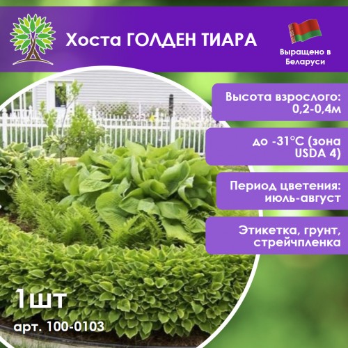 Хоста ГОЛДЕН ТИАРА