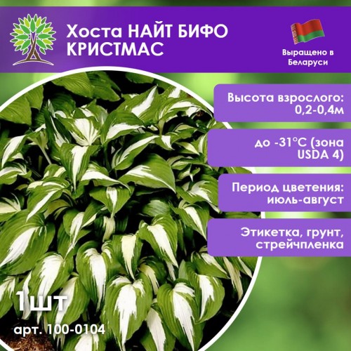 Хоста НАЙТ БИФО КРИСТМАС
