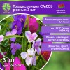 Традесканция СМЕСЬ разных 3 шт
