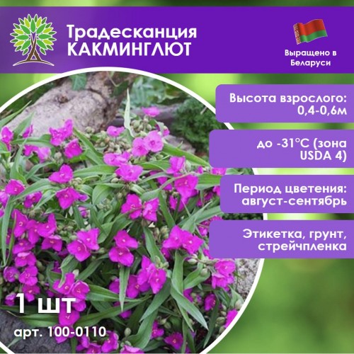 Традесканция виргинская «Какминглют» (малиновая)