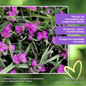 Традесканция виргинская «Какминглют» (малиновая)