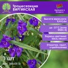 Традесканция виргинская «Синий океан»