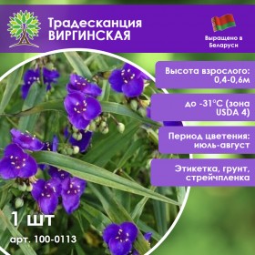 Традесканция виргинская «Синий океан»