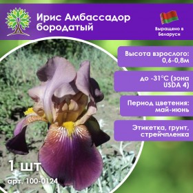 Ирис Амбассадор бородатый