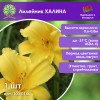 Лилейник ХАЛИНА
