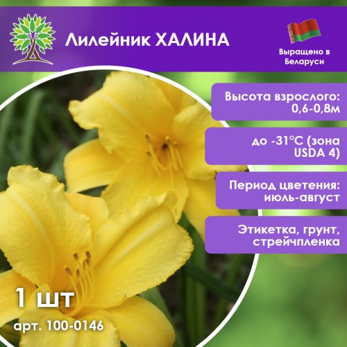 Лилейник ХАЛИНА