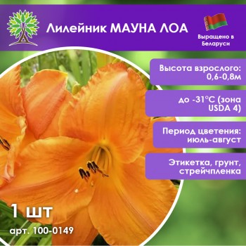 Лилейник МАУНА ЛОА