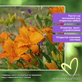 Лилейник МАУНА ЛОА