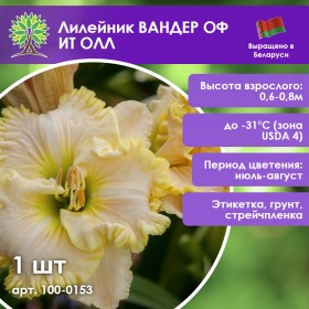 Лилейник ВАНДЕР ОФ ИТ ОЛЛ