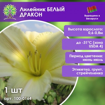 Лилейник БЕЛЫЙ ДРАКОН