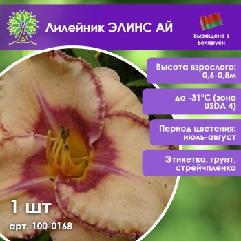 Лилейник ЭЛИНС АЙ