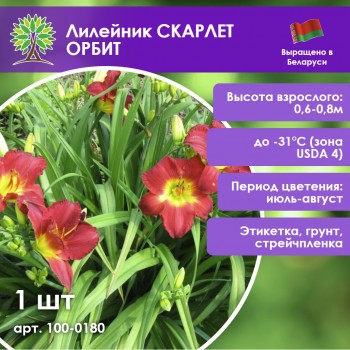 Лилейник СКАРЛЕТ ОРБИТ