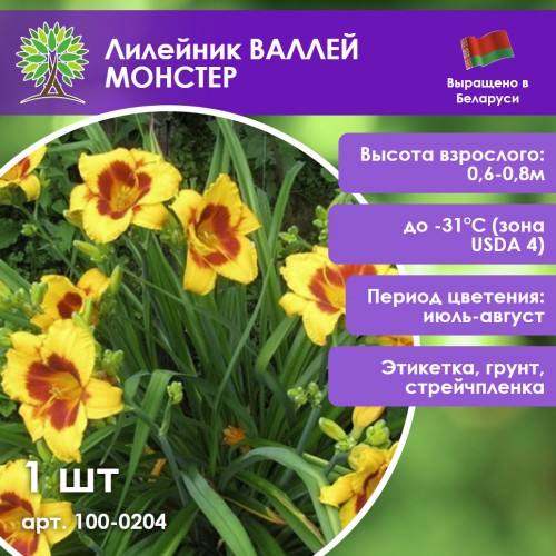 Лилейник ВАЛЛЕЙ МОНСТЕР
