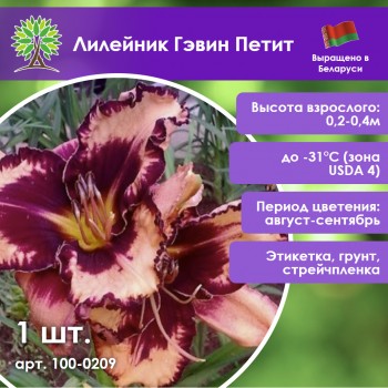 Лилейник Гэвин Петит Лилейник Гэвин Петит