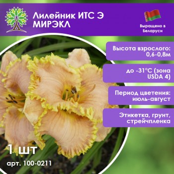 Лилейник ИТС Э МИРЭКЛ