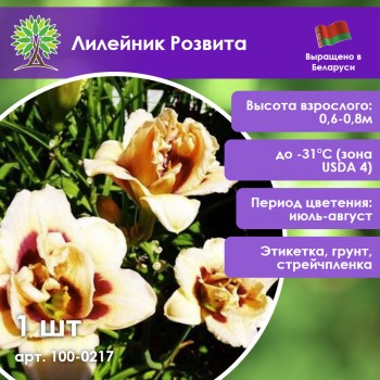 Лилейник Розвита