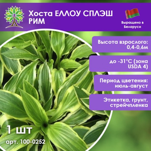 Хоста ЕЛЛОУ СПЛЭШ РИМ