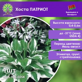 Хоста ПАТРИОТ
