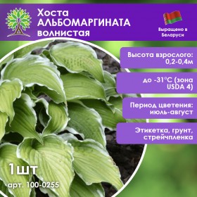 Хоста АЛЬБОМАРГИНАТА волнистая