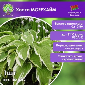 Хоста МОЕРХАЙМ