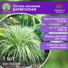 Осока молиния ВАРИЕГАТНАЯ
