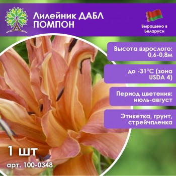 Лилейник ДАБЛ ПОМПОН