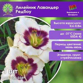 Лилейник Лавандер Редбоу