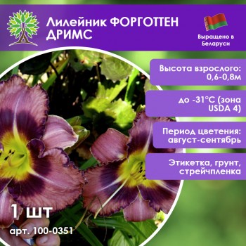 Лилейник ФОРГОТТЕН ДРИМС
