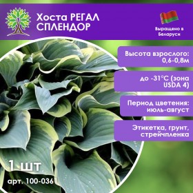 Хоста РЕГАЛ СПЛЕНДОР