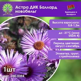 Астра ДИК Баллард новобельг Астра ДИК Баллард новобельг