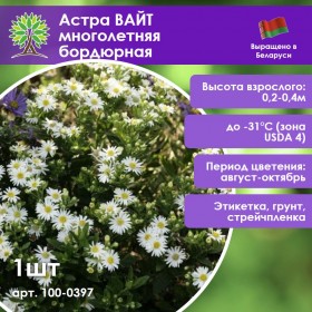 Астра ВАЙТ многолетняя бордюрная