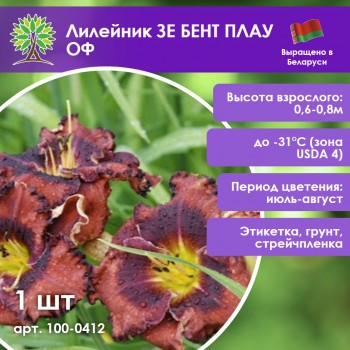 Лилейник ЗЕ БЕНТ ПЛАУ ОФ